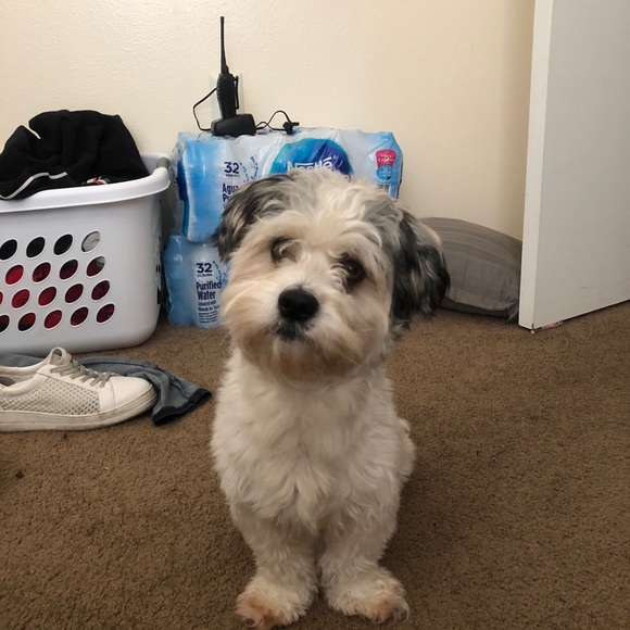 Meet your Posher, Natalia - Picture 1 of 1